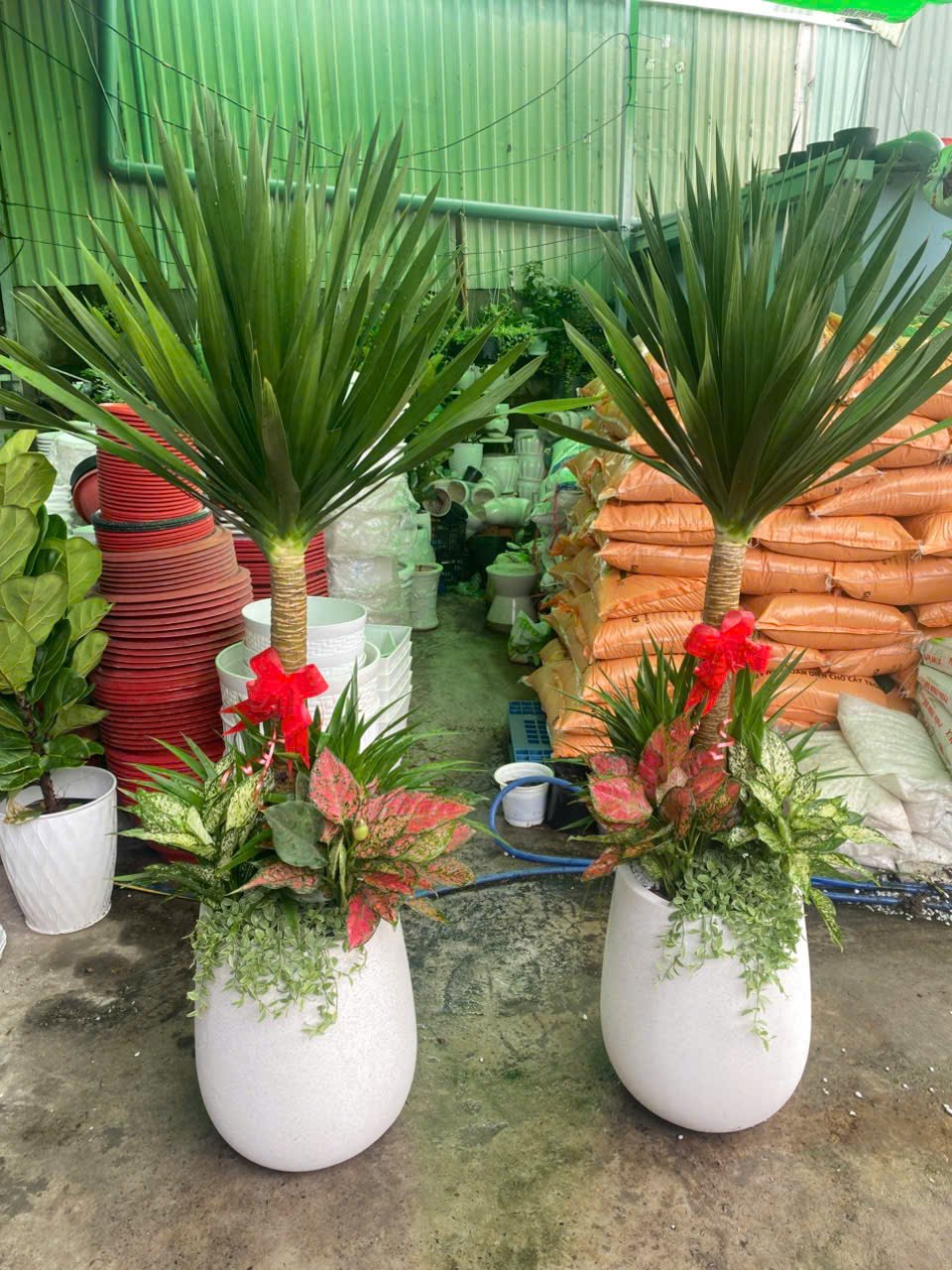 Chậu cây phát tài núi mix vạn lộc, ngọc ngân, dola hoặc hạt dưa tặng khai trương, tân gia quận 9, Thủ Đức, Thành Phố Hồ Chí Minh 3