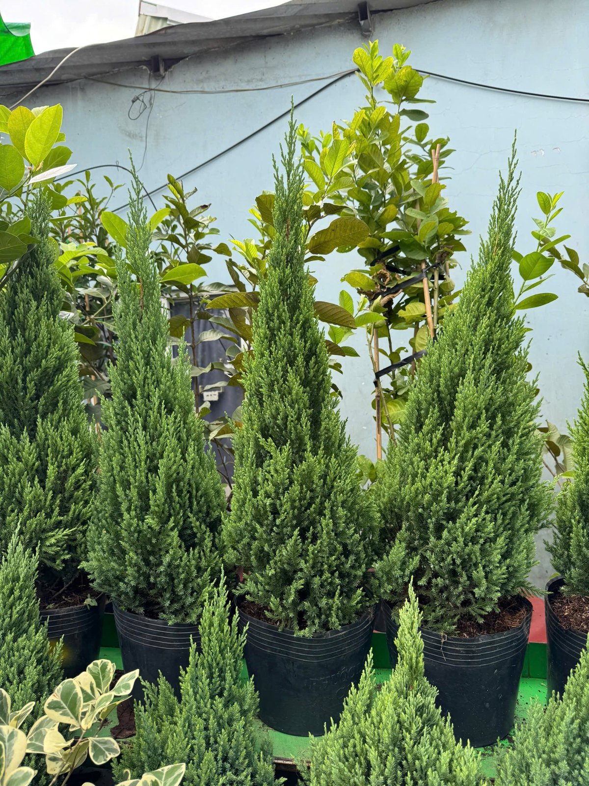 Cây sơn tùng - cây noel giá rẻ quận 9, Thủ Đức 3