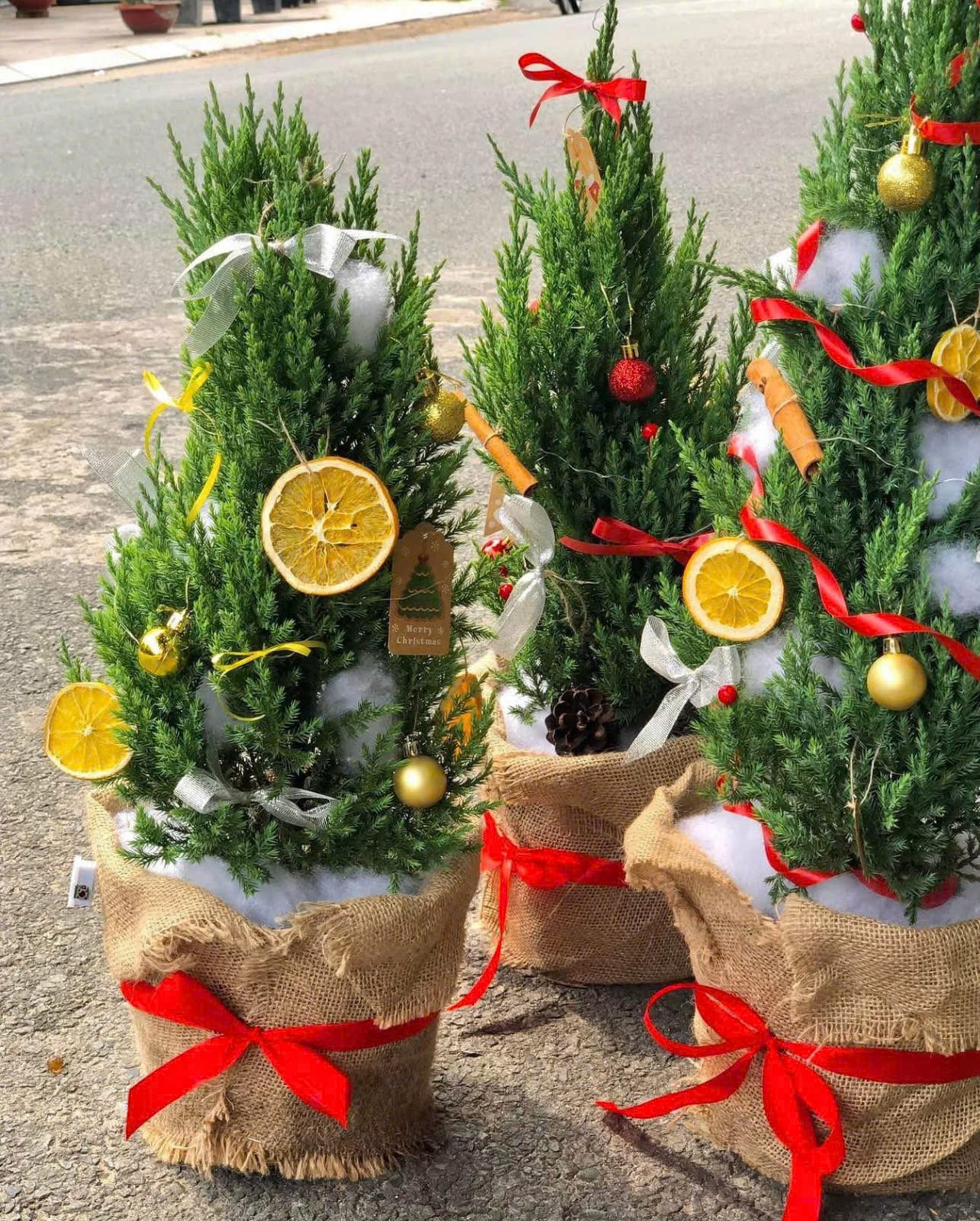 Cây sơn tùng - cây noel giá rẻ quận 9, Thủ Đức 2