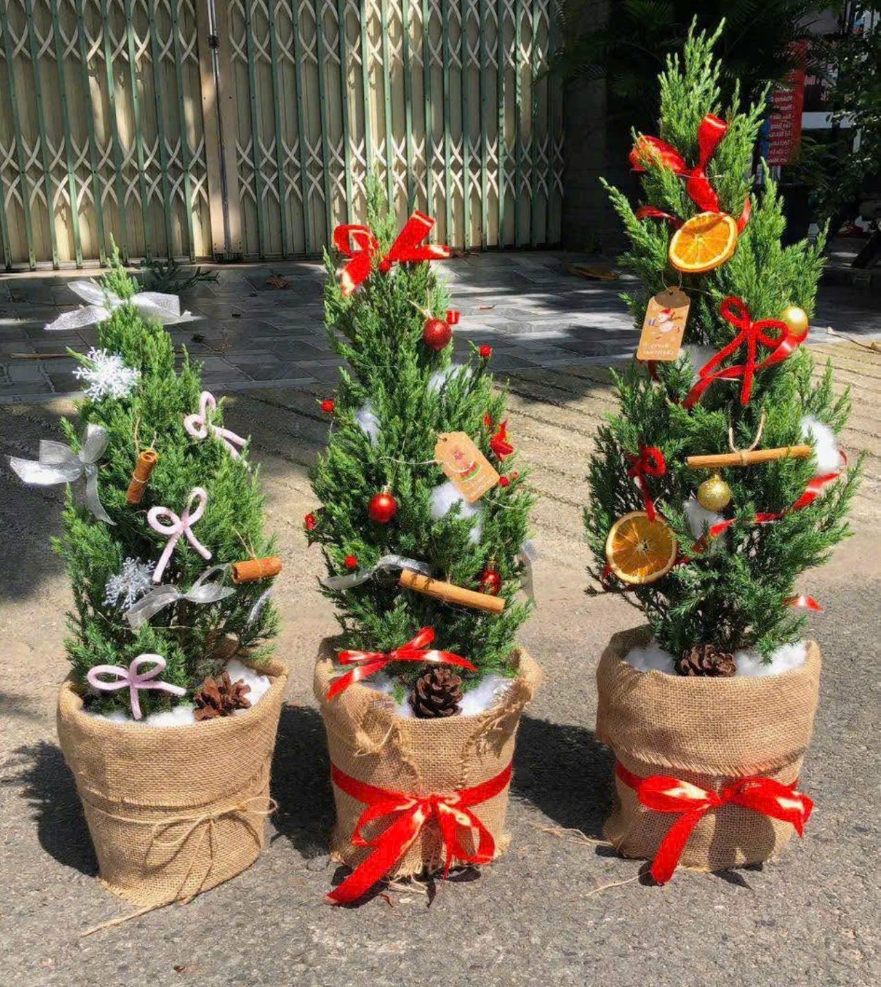 Cây sơn tùng - cây noel giá rẻ quận 9, Thủ Đức