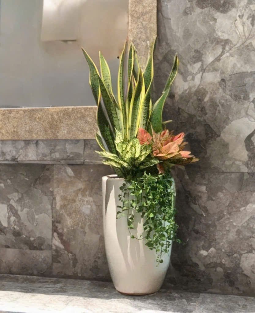 Chậu cây lưỡi hổ mix ngọc ngân, vạn lộc, tặng nhà mới, khai trương, trang trí phòng khách, văn phòng, giao trong ngày quận 9, Thủ Đức 2