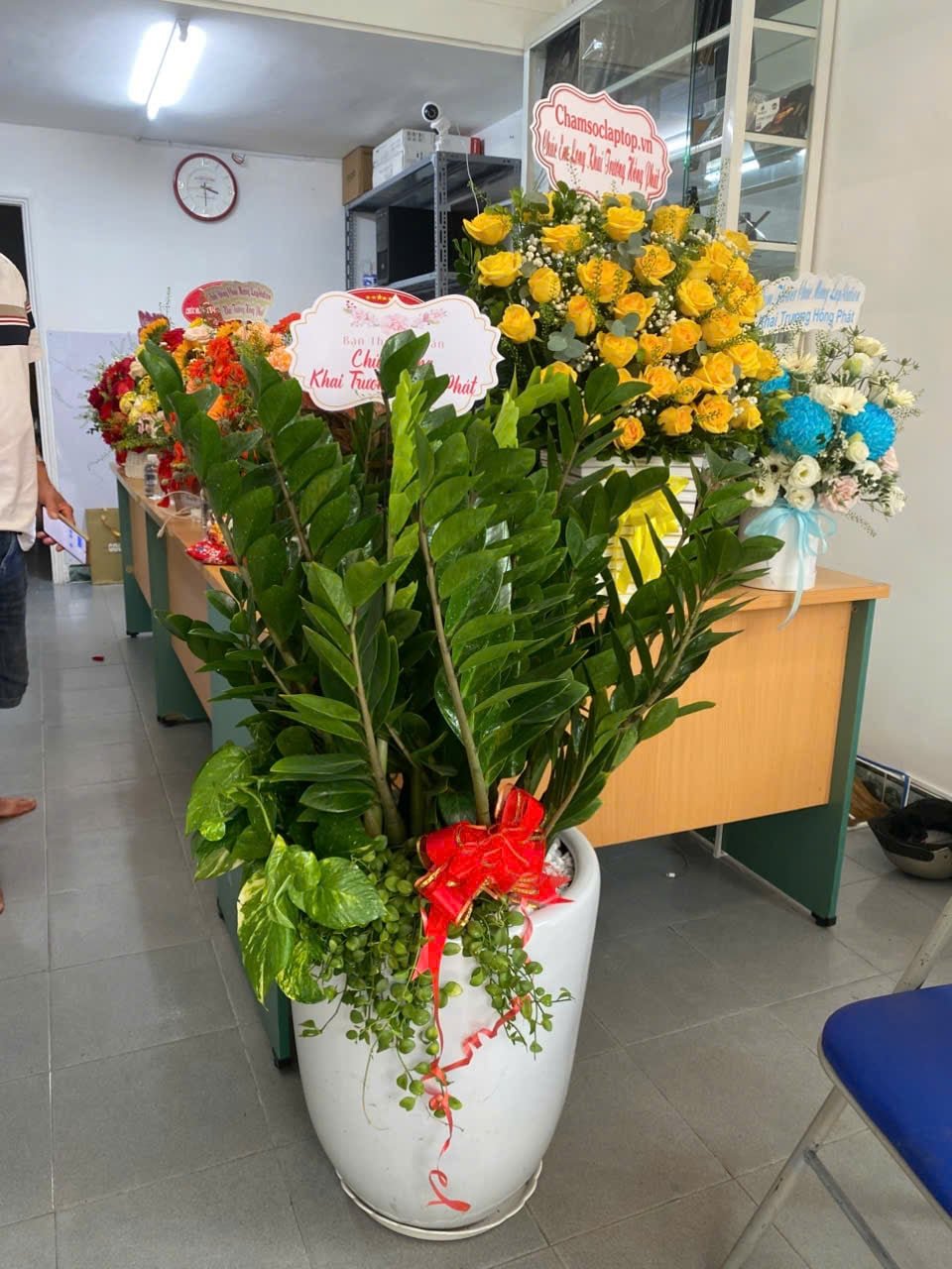 Chậu cây kim tiền tặng khai trương size lớn kèm chậu sứ Thủ Đức Tp HCM giao hỏa tốc
