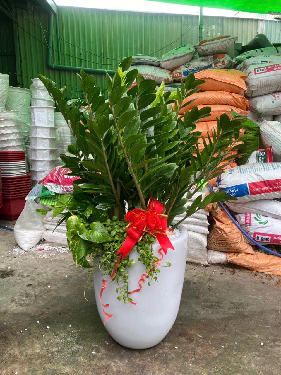 Chậu cây kim tiền tặng khai trương size lớn kèm chậu sứ Thủ Đức Tp HCM giao hỏa tốc 3