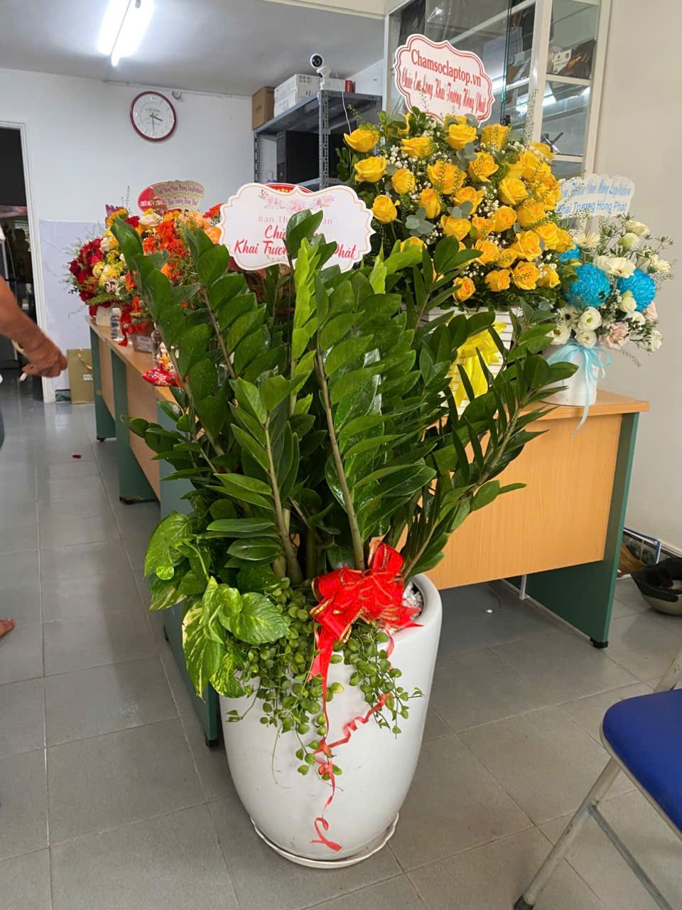 Chậu cây kim tiền tặng khai trương size lớn kèm chậu sứ Thủ Đức Tp HCM giao hỏa tốc 2