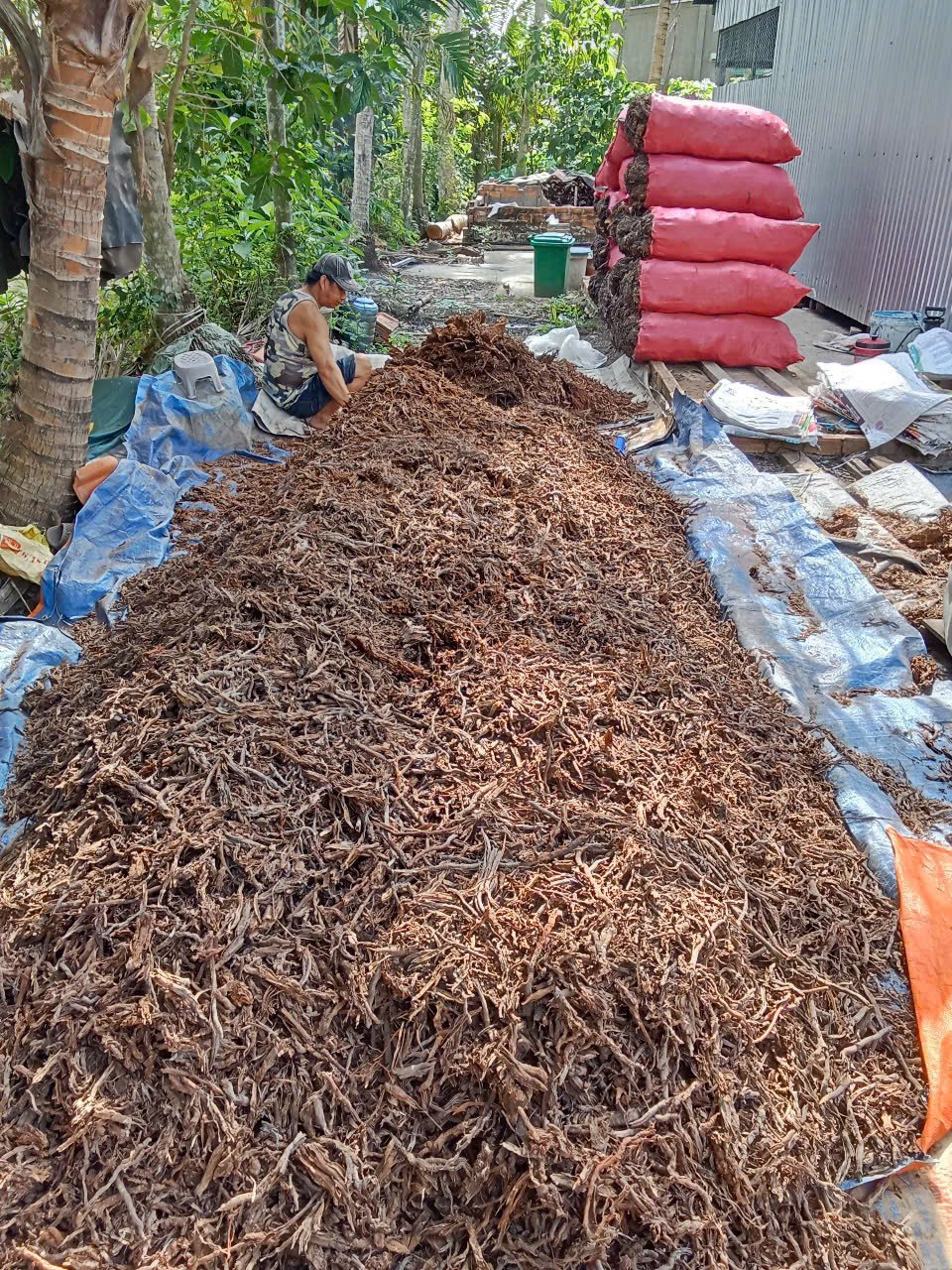 Rễ dừa mục trồng mai Thủ Đức 2
