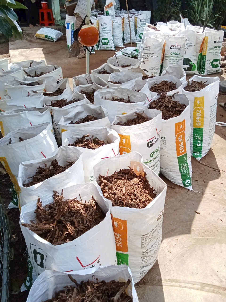 Rễ dừa mục trồng mai Thủ Đức