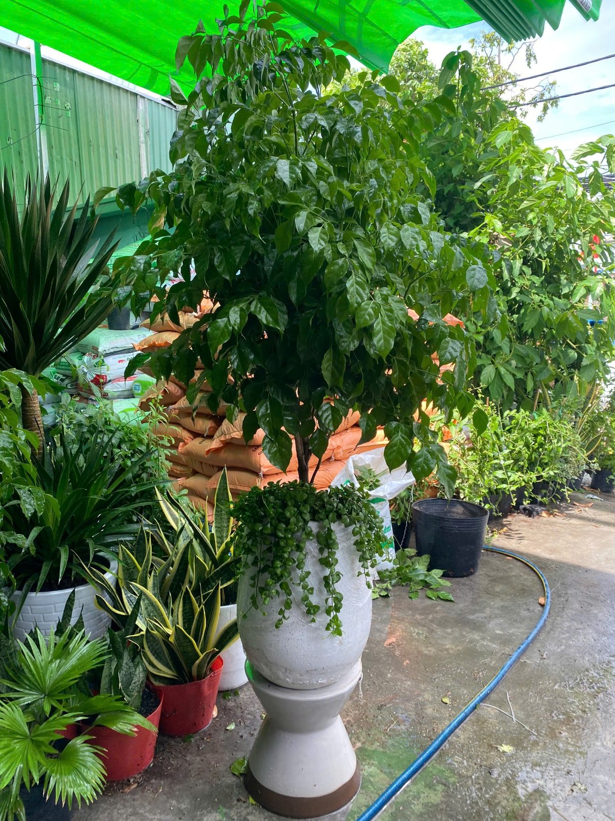 Cây hạnh phúc tặng tân gia, khai trương quận 9, Thủ Đức 2