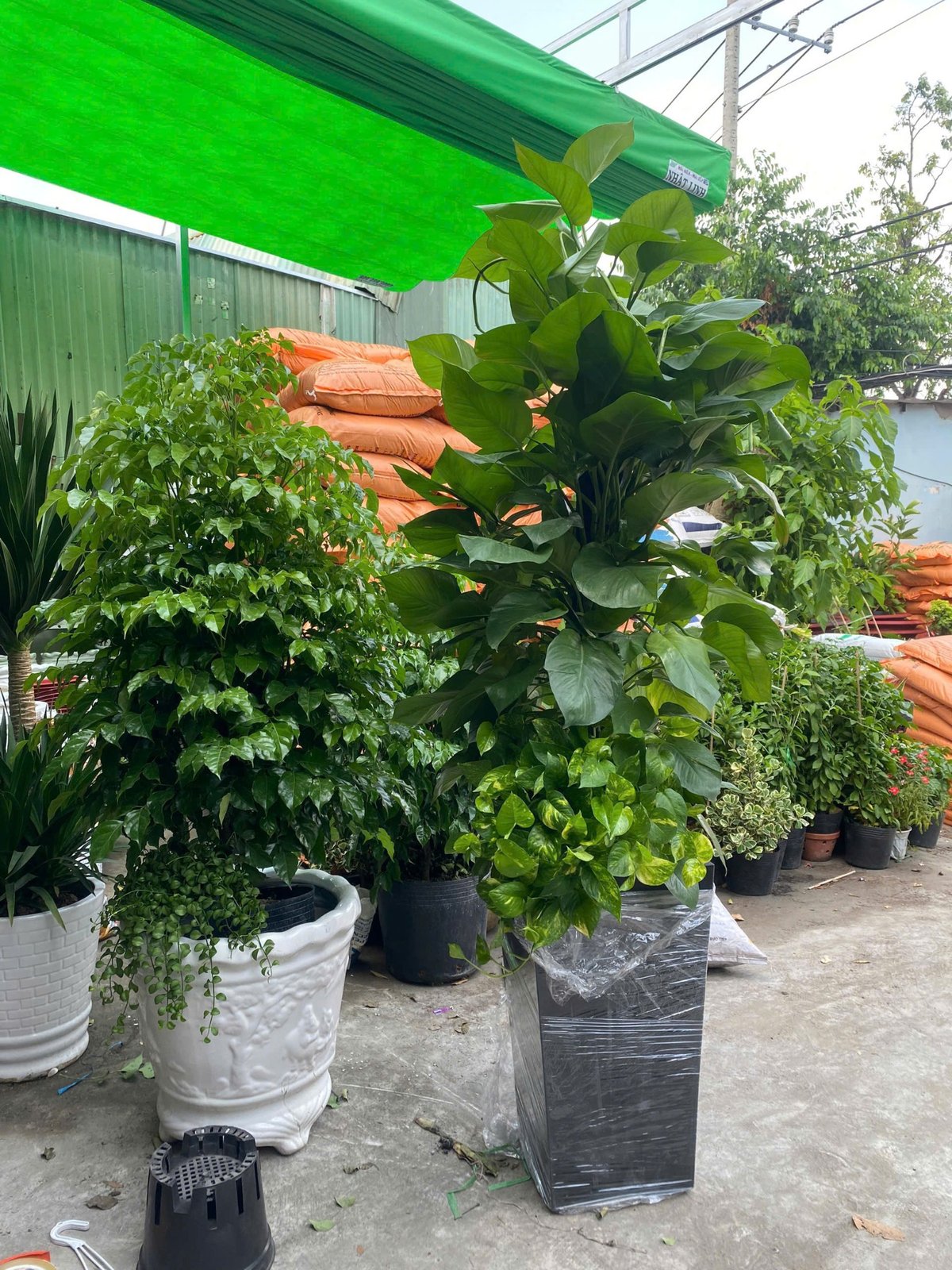 Cây hạnh phúc tặng tân gia, khai trương quận 9, Thủ Đức 3
