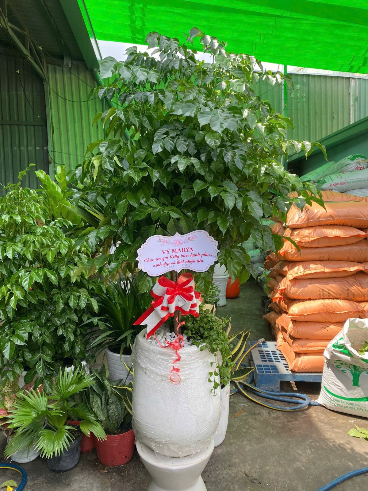 Cây hạnh phúc tặng tân gia, khai trương quận 9, Thủ Đức