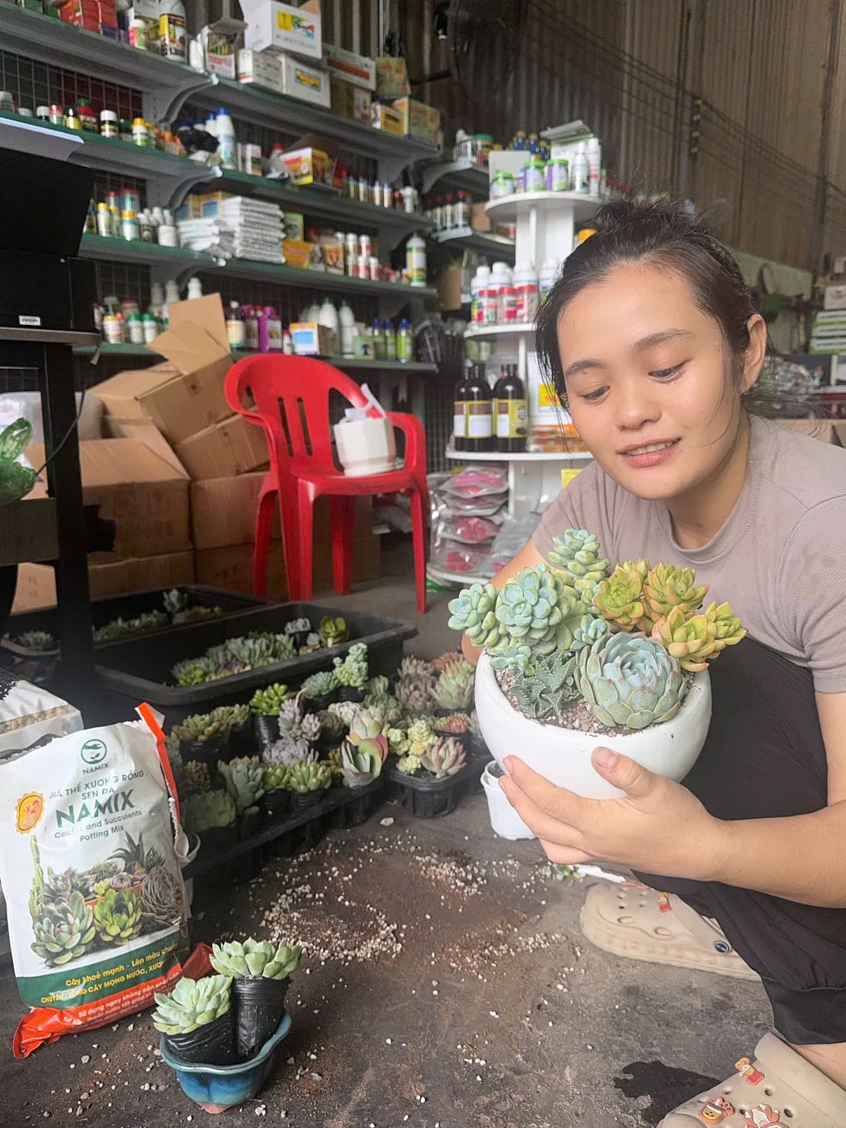 Cây sen đá giá rẻ ở Thủ Đức, quận 9 2