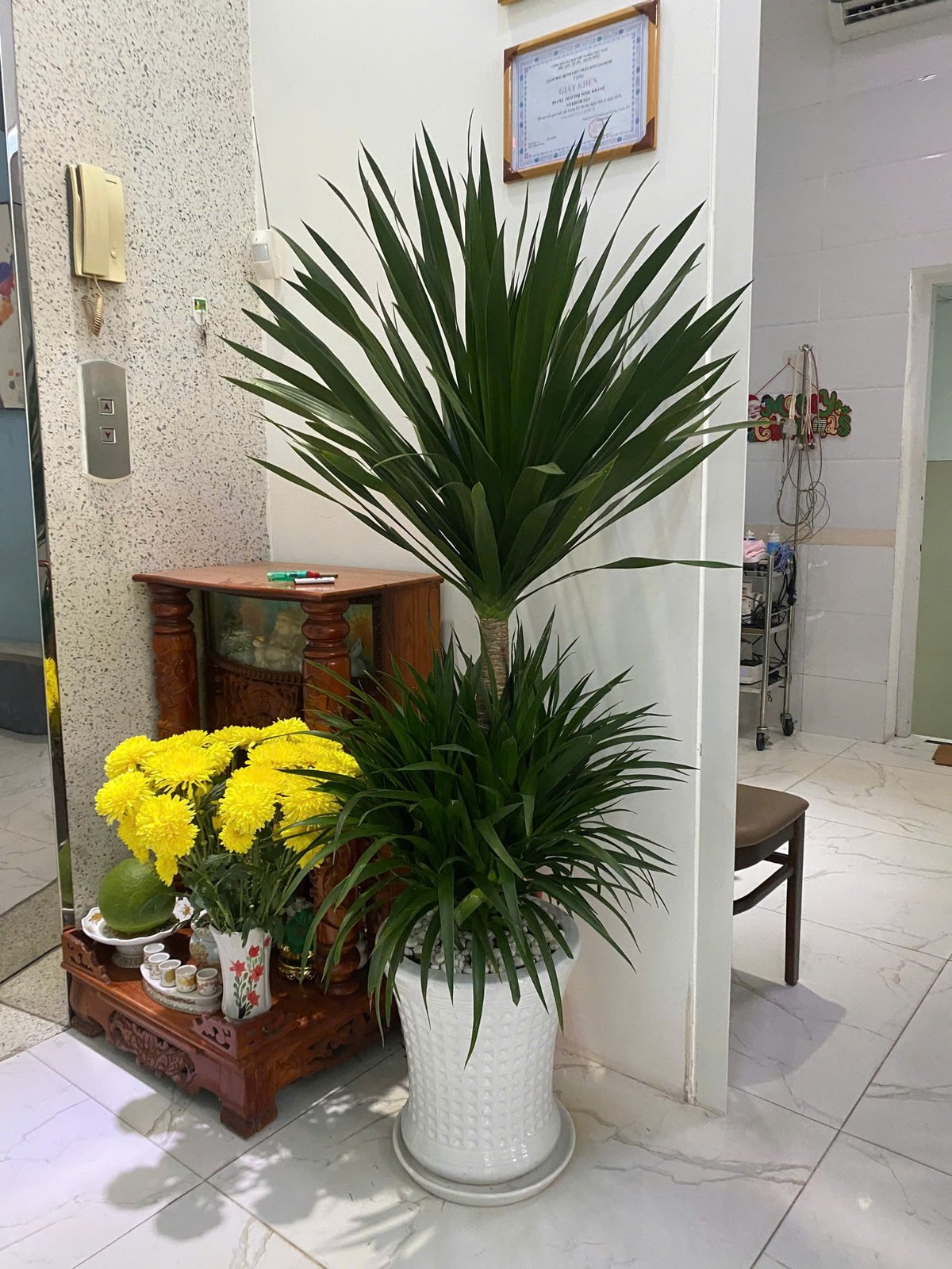 Cây phát tài núi tặng khai trương tân gia Thủ Đức