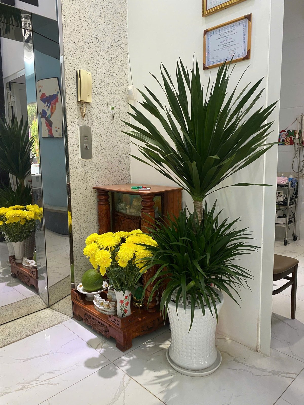 Cây phát tài núi tặng khai trương tân gia Thủ Đức 2