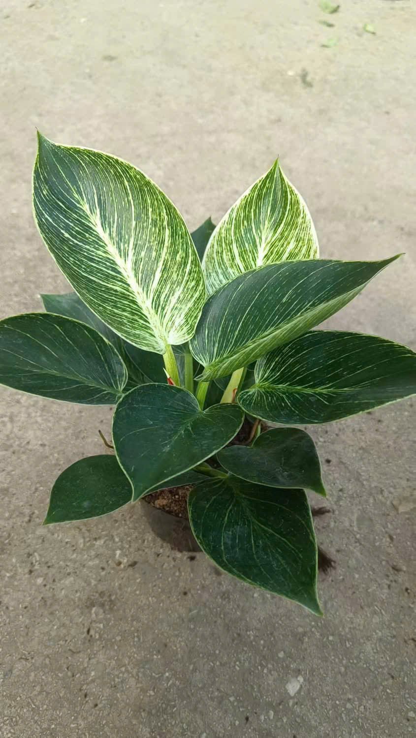 Cây trầu bà đế vương kim cương bộ lá với những đường trắng ngà sọc màu trắng vô cùng bắt mắt trồng trong không gian nội thất, văn phòng, cà phê, nhà ở, khách sạn