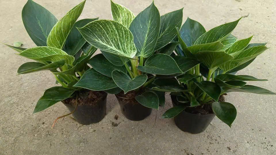 Cây trầu bà đế vương kim cương bộ lá với những đường trắng ngà sọc màu trắng vô cùng bắt mắt trồng trong không gian nội thất, văn phòng, cà phê, nhà ở, khách sạn 3