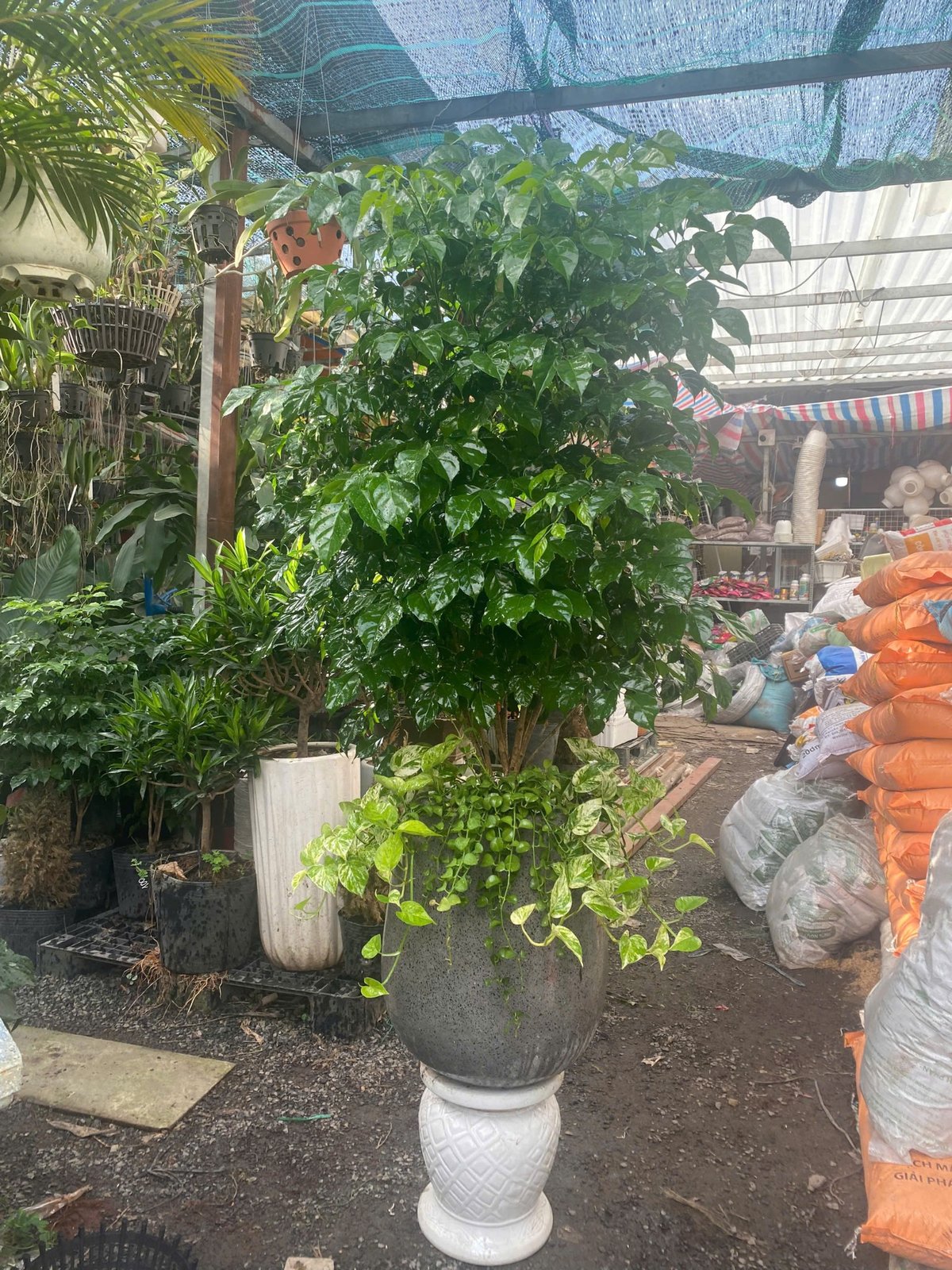 Cây hạnh phúc quà tặng ý nghĩa nhận dịp tân gia khai trương set trang trí giao hàng tận nơi Thủ Đức, quận 9, quận 2 2