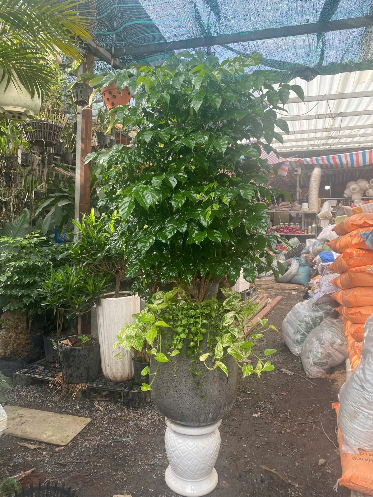 Cây hạnh phúc quà tặng ý nghĩa nhận dịp tân gia khai trương set trang trí giao hàng tận nơi Thủ Đức, quận 9, quận 2