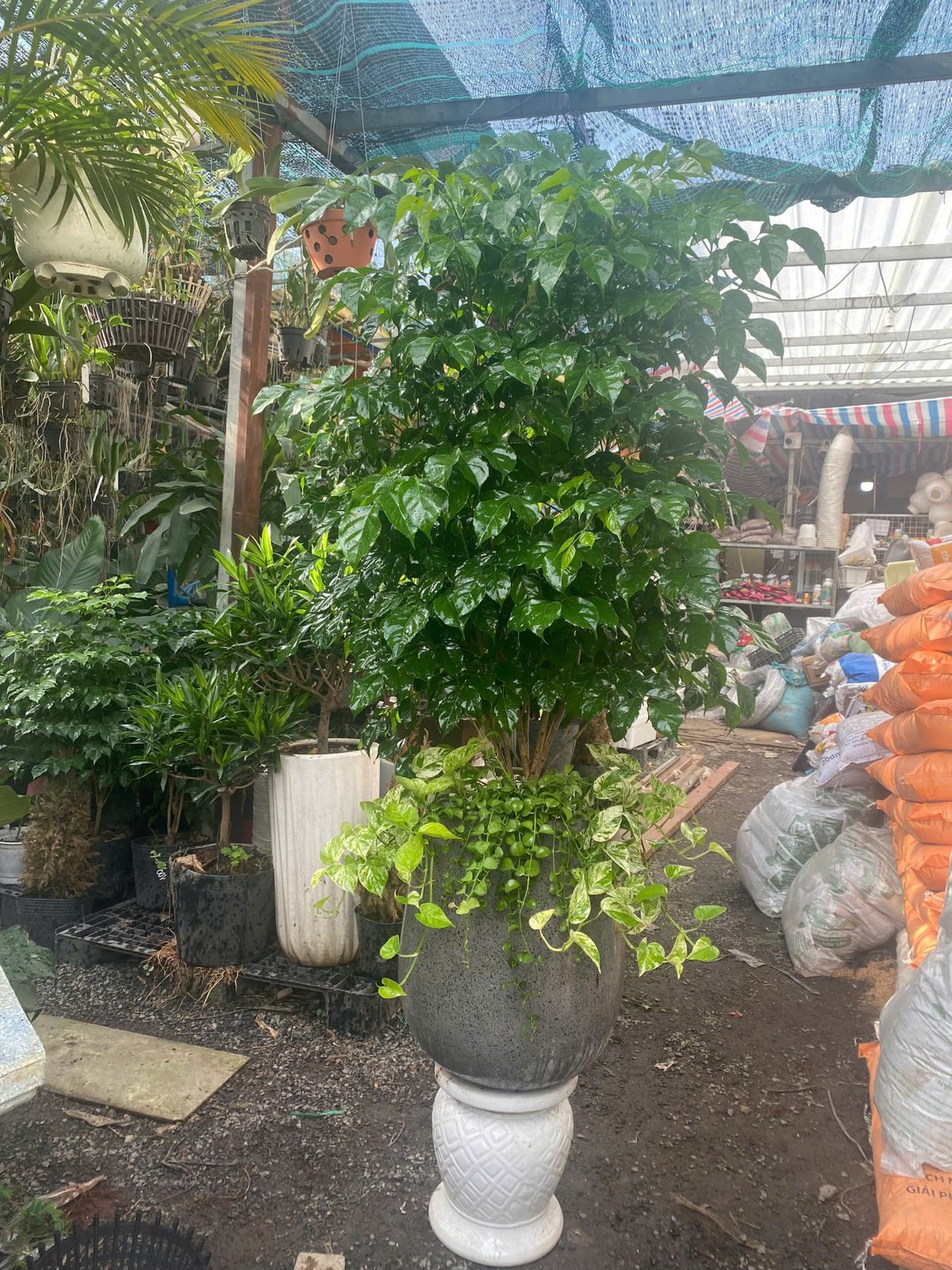 Cây hạnh phúc quà tặng ý nghĩa nhận dịp tân gia khai trương set trang trí giao hàng tận nơi Thủ Đức, quận 9, quận 2 3