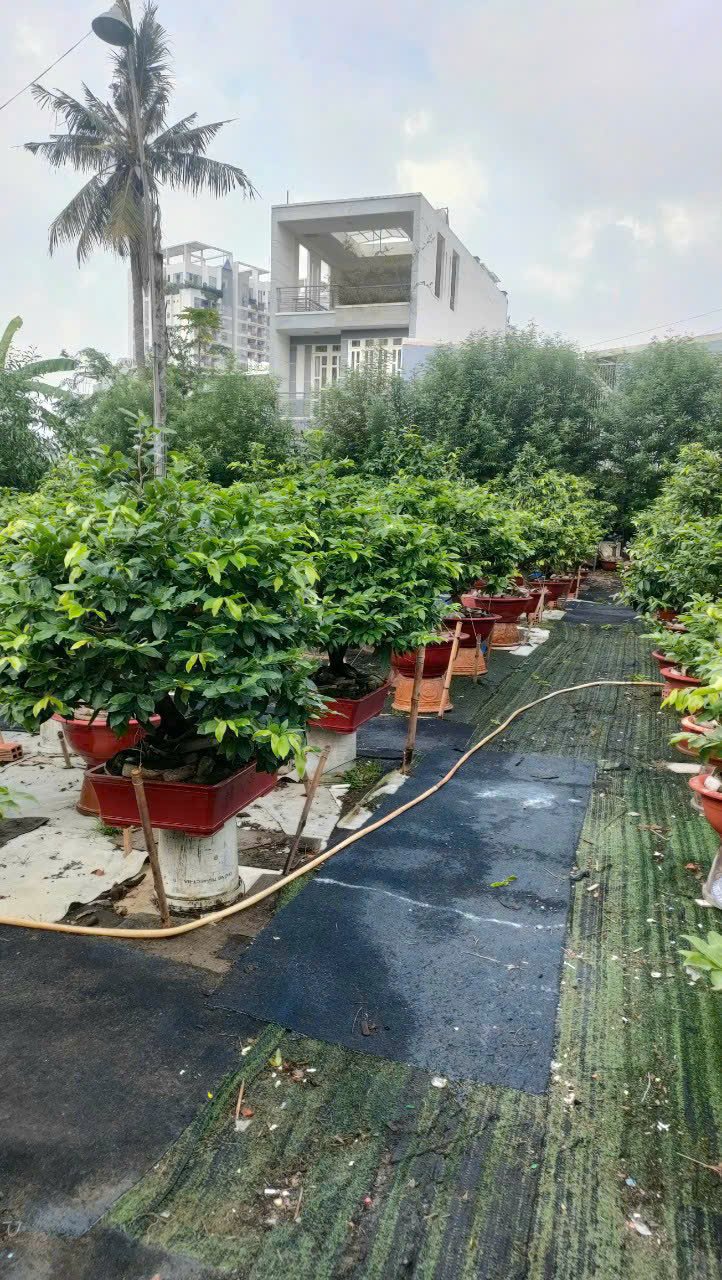 Chậu mai vàng chưng tết 2025 cho thuê nhiều kích cỡ kiểu dáng có hoá đơn thuế Vườn mai Thủ Đức Garden 2