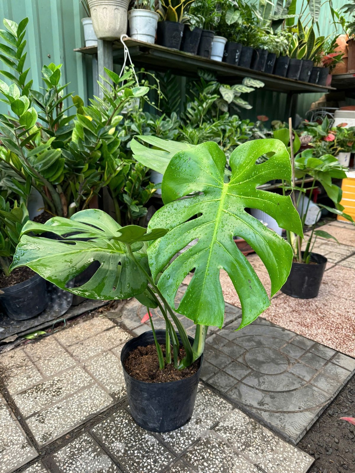 Chậu Cây Trầu Bà Lá Xẻ Nam Mỹ Monstera Deliciosa 2