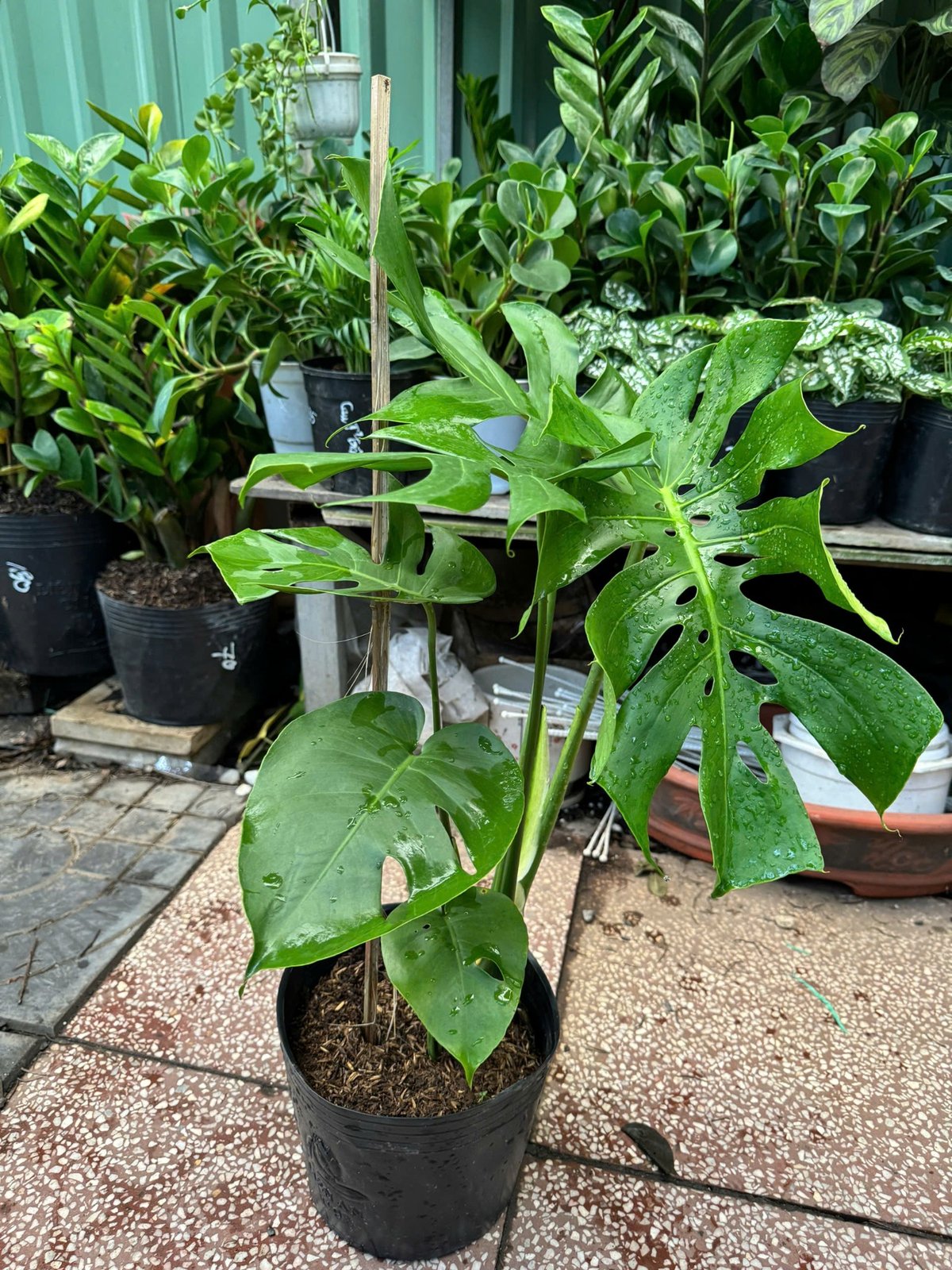 Chậu Cây Trầu Bà Lá Xẻ Nam Mỹ Monstera Deliciosa 3