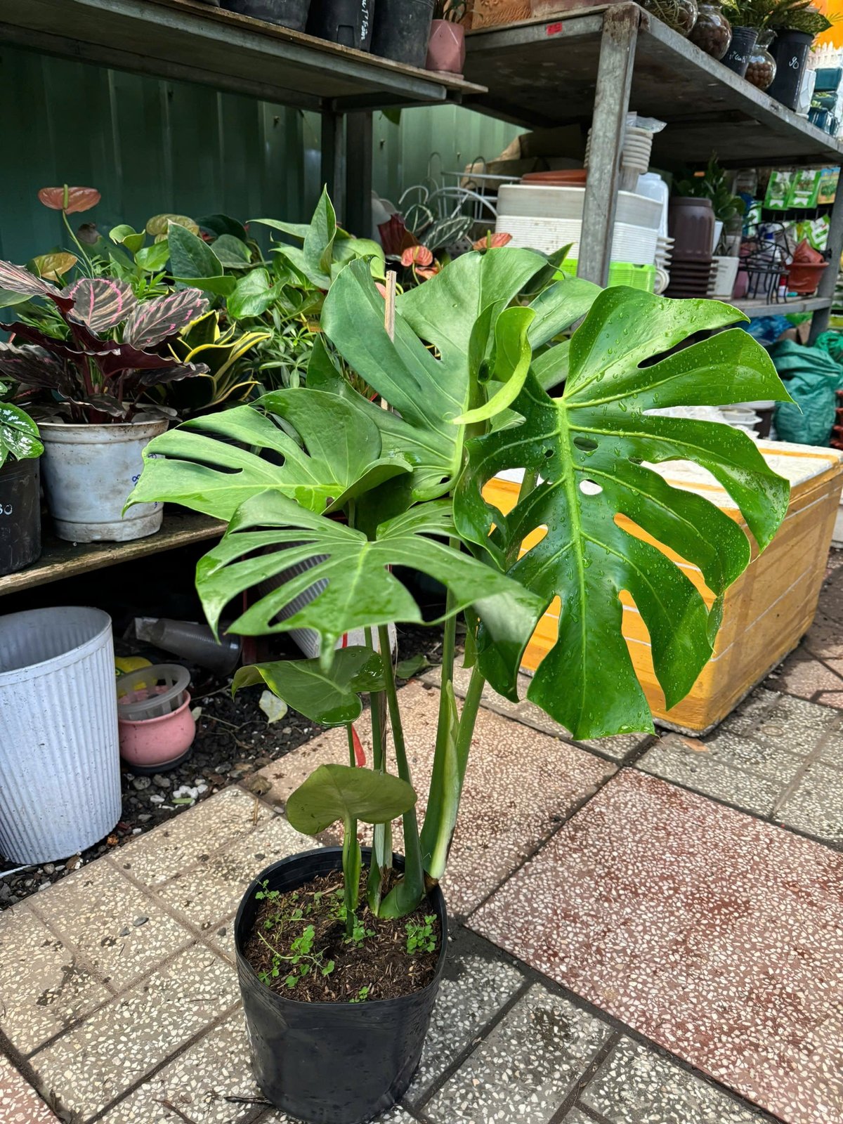 Chậu Cây Trầu Bà Lá Xẻ Nam Mỹ Monstera Deliciosa