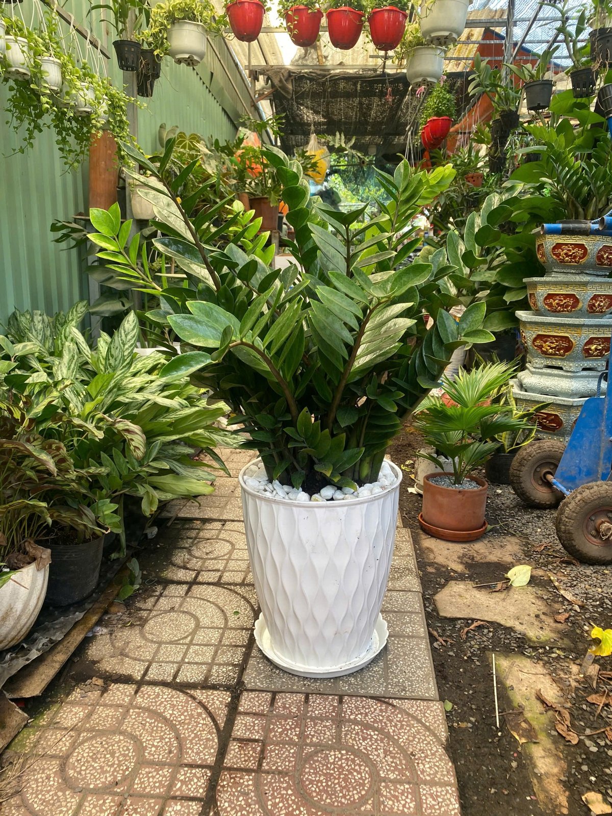 Chậu cây kim tiền trang trí quà tặng khai trương ý nghĩa phong thuỷ 3