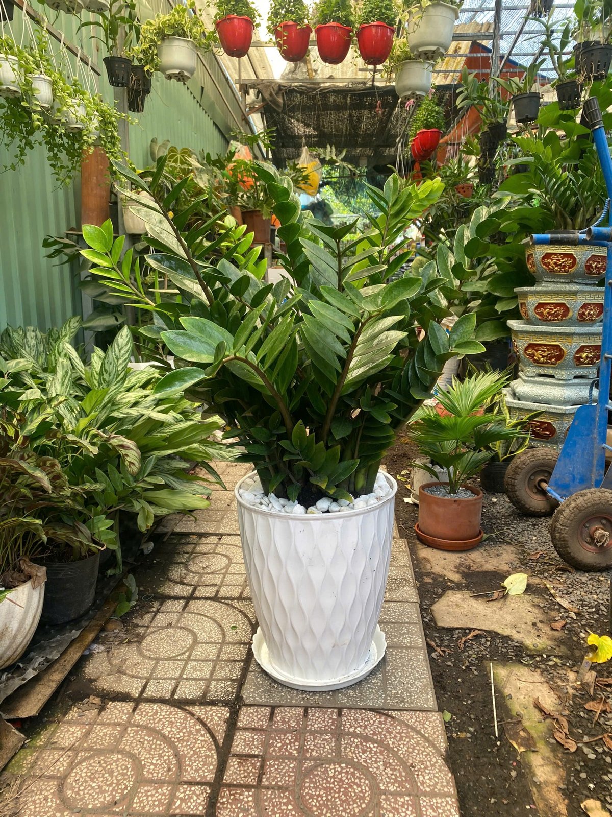 Chậu cây kim tiền trang trí quà tặng khai trương ý nghĩa phong thuỷ