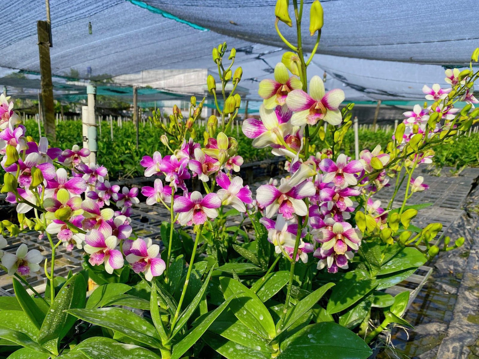 Hoa lan Dendro đồng tiền hồng giá rẻ 2