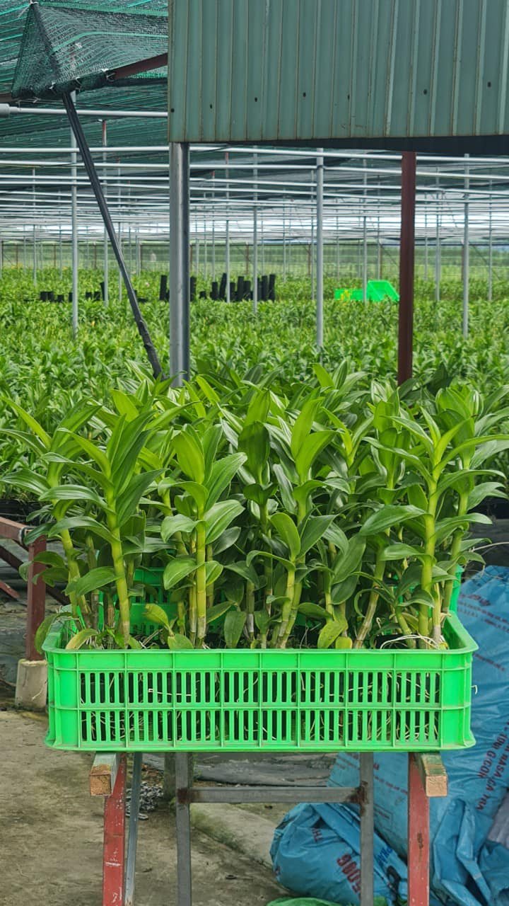 Hoa lan Dendro đồng tiền hồng giá rẻ 3
