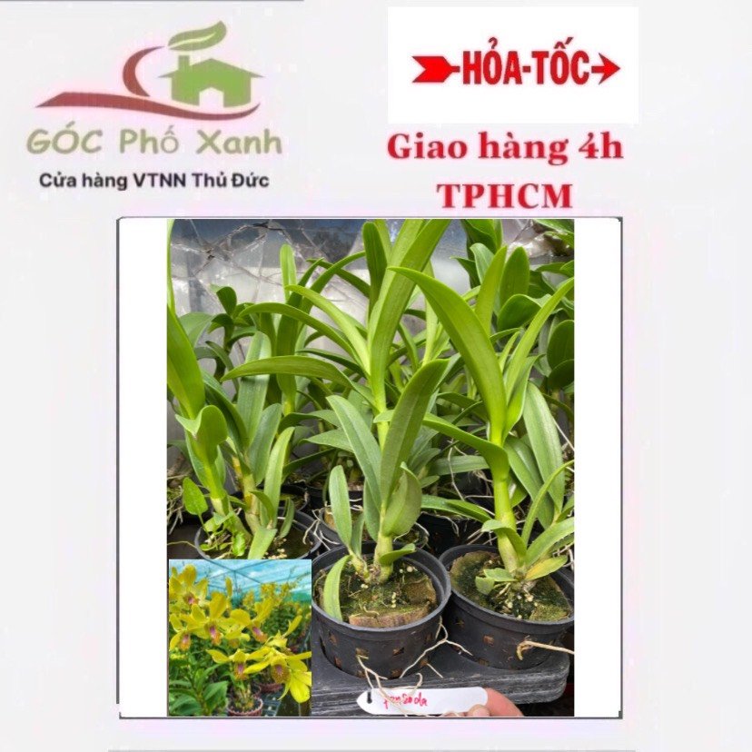 Hoa lan dendro Pensoda