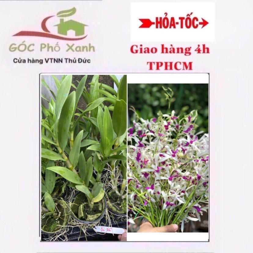 DENDRO NẮNG BÀ LIỄU LAI
