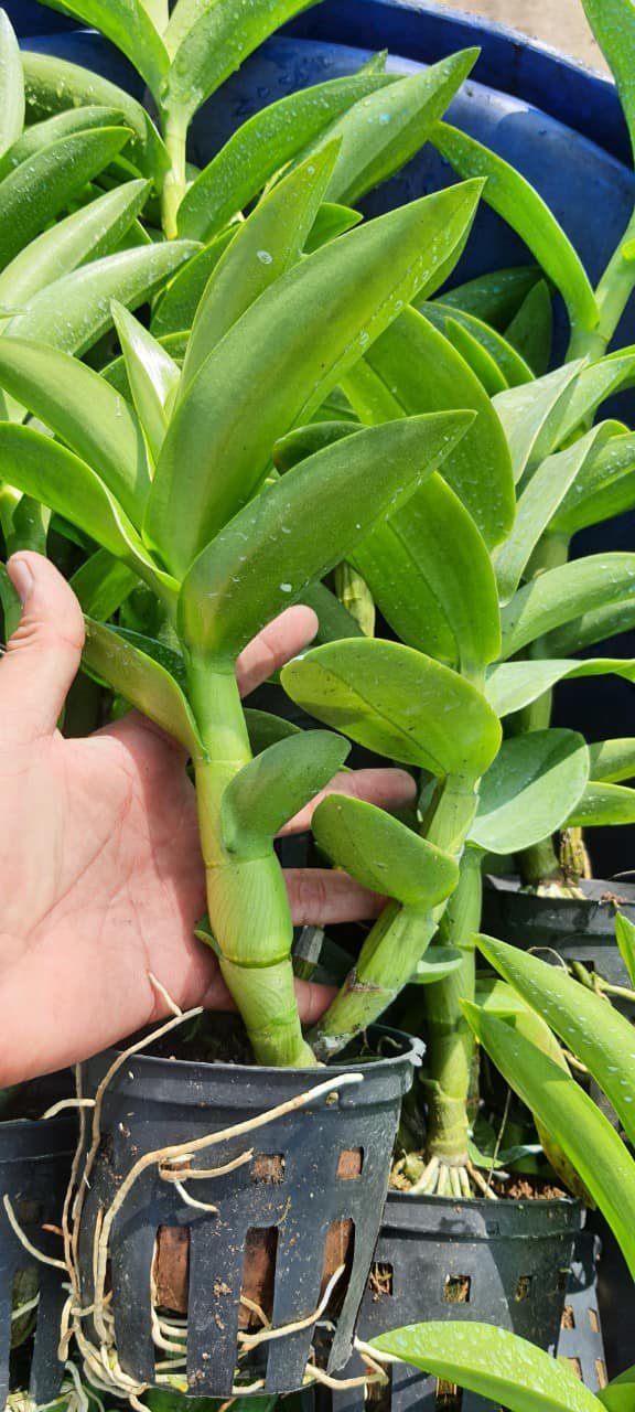 DENDRO NẮNG BÀ LIỄU LAI 3