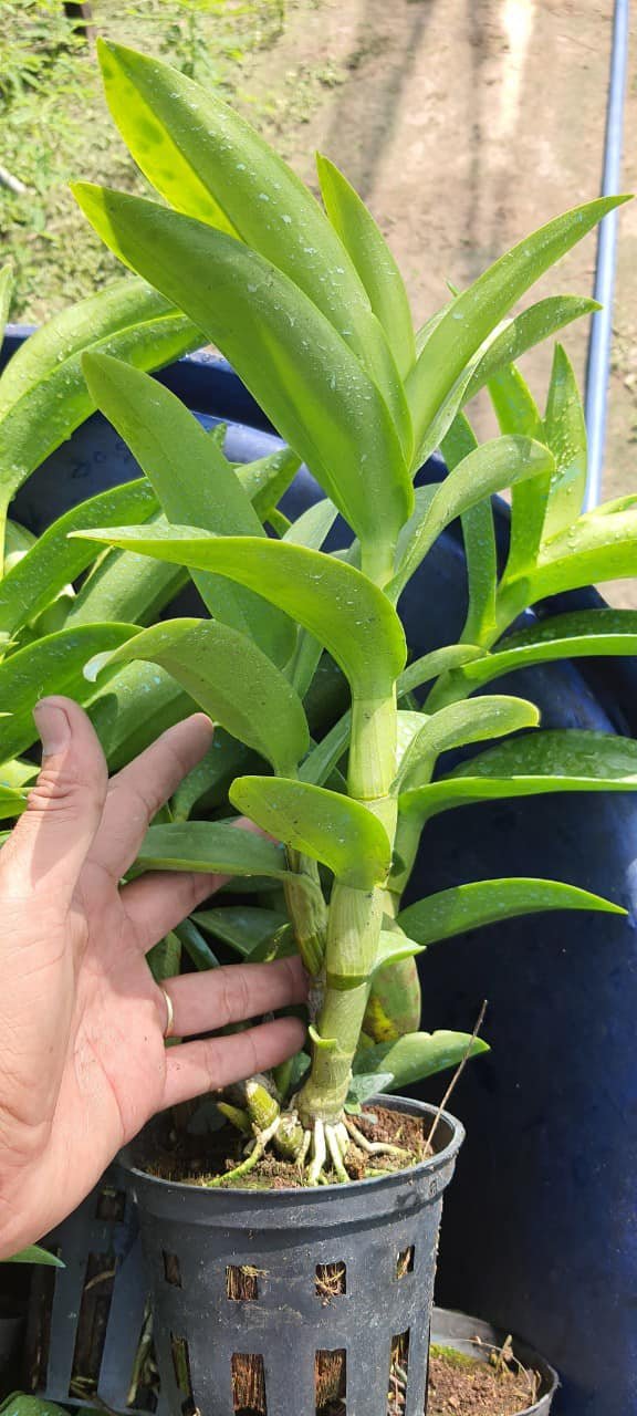 DENDRO NẮNG BÀ LIỄU LAI 2