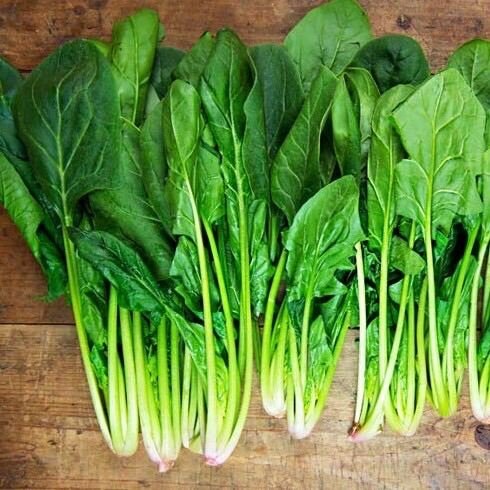 Hạt giống cải bó xôi - rau chân vịt 2