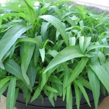 Hạt giống rau muống lá tre gói 50gram 2