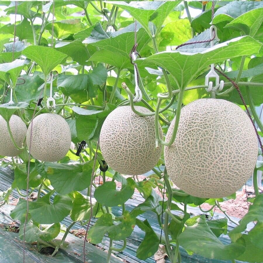 Hạt giống dưa lưới 2