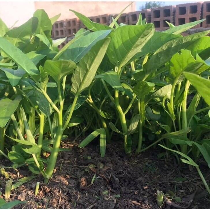 Hạt giống rau muống lá lớn gói 50gam 2
