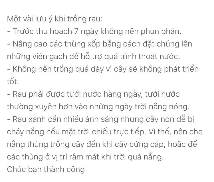 Hạt giống xà lách 2
