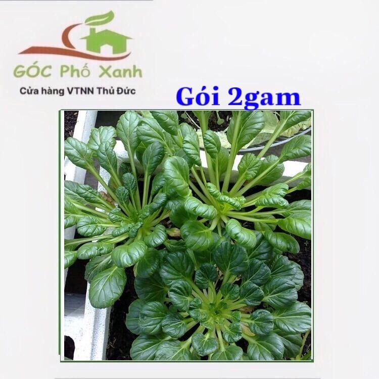 Hạt giống cải hoa hồng gói 2gam