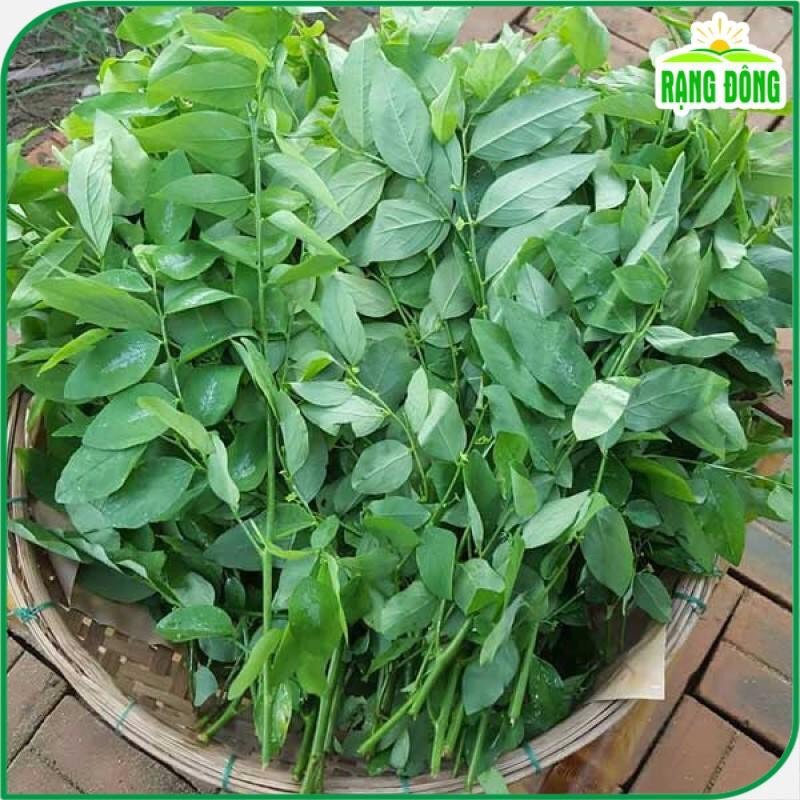 Hạt giống rau ngót gói 1gam 3