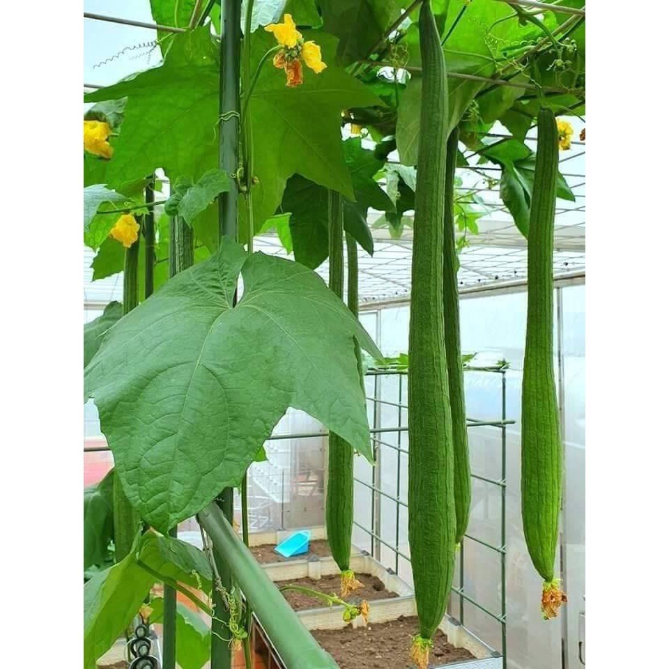 Hạt giống mướp hương 1Gam 2