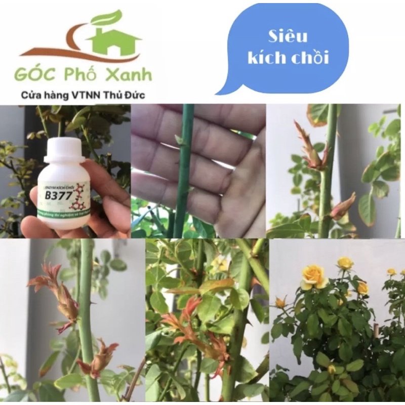 Siêu kích mầm B377 chai 20ml