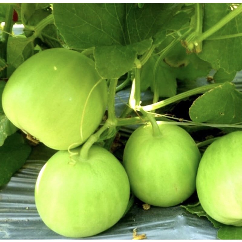 Hạt giống dưa lê siêu ngọt 2