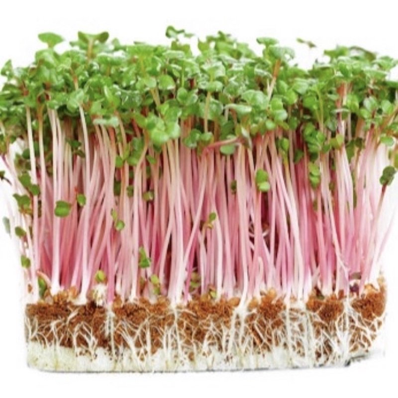 Hạt giống mầm cải đỏ gói 100gram Rạng đông 2