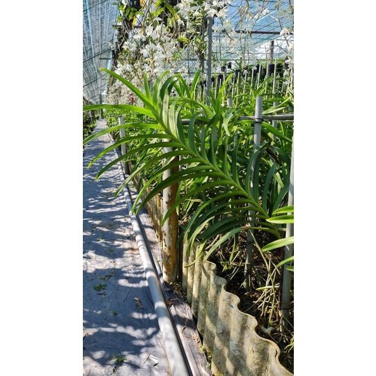 Trừ ốc trong chậu hoa lan MECABA 10GR gói 50gam 3