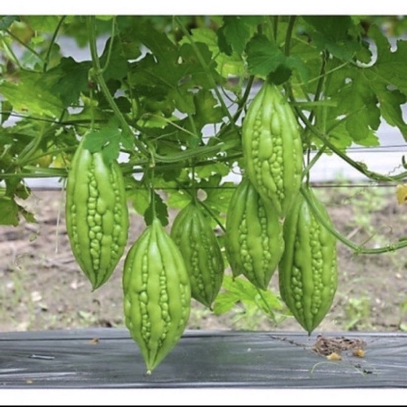 Hạt giống khổ qua/ mướp đắng 2