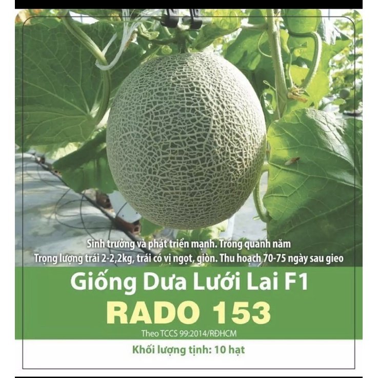 Hạt giống dưa lưới Rạng Đông