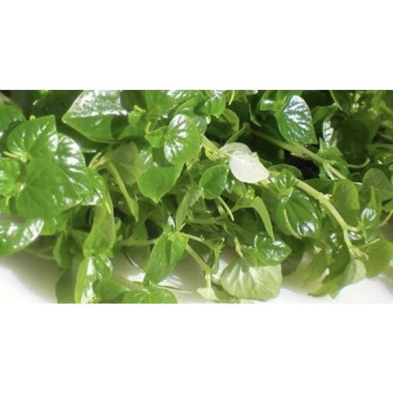 Hạt giống rau càng cua Rạng đông 2