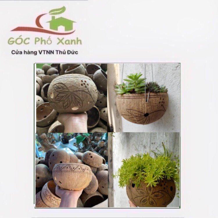 GÁO DỪA TRỒNG LAN TRỒNG CÂY CẢNH