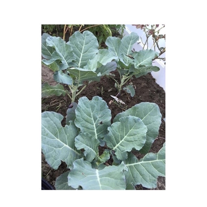 Hạt giống rau cải rổ ( cải làn) 2